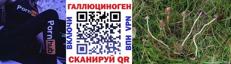 Галлюциногенные грибы Cubensis  Купить  Клинцы 